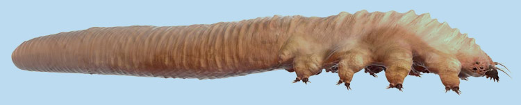 side view of am extremely enlarged demodex mite. I'm sorry.